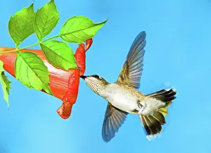 Hummer: Ruby Throated Hummingbird Female