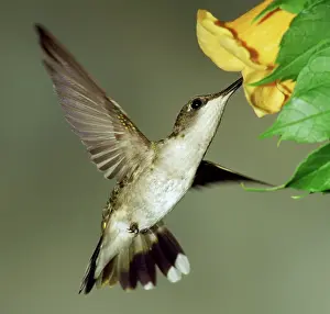 Nectaring: Ruby-throated Hummingbird female at flower