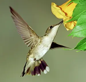Nectaring: Ruby-throated Hummingbird female at flower