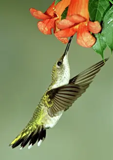 Nectaring: Ruby-throated Hummingbird female at flower
