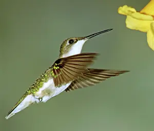 Nectaring: Ruby-throated Hummingbird female at flower