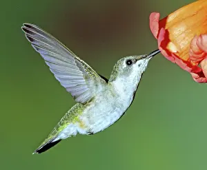 Nectaring: Ruby-throated Hummingbird female at flower