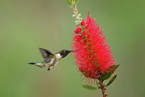 Bottlebrush: Ruby-throated Hummingbird - male at bottlebrush flower