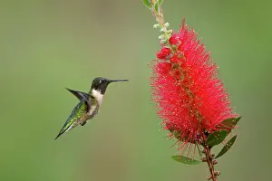 Bottlebrush: Ruby-throated Hummingbird - male at bottlebrush flower