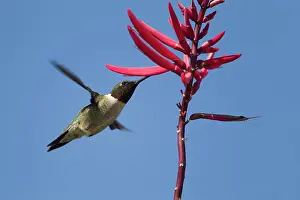 Archilocus: Ruby-throated Hummingbird male feeding at flower
