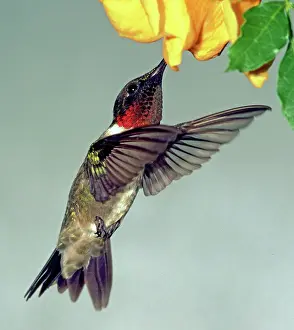 Nectaring: Ruby-throated Hummingbird male at flower