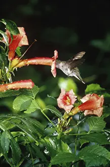 Trumpet: Ruby-throated Hummingbird nectaring