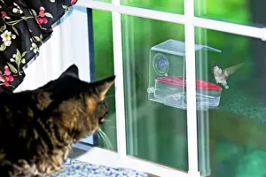 Watched: Ruby-throated Hummingbird - at window nectar feeder