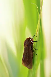 Arctiidae: Ruby Tiger