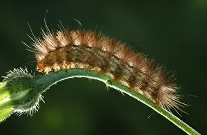 Belgium: Ruby Tiger (Phragmatobia fuliginosa) caterpilla