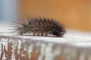 Larva: Ruby tiger (Phragmatobia fuliginosa), caterpillar