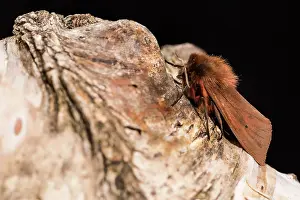 Erebidae: Ruby tiger (Phragmatobia fuliginosa) resting on