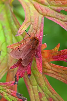 Fuliginosa: Ruby Tiger - resting on leaf