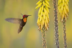 Aloe: Ruby-topaz Hummingbird (Chrysolampis mosquitus)