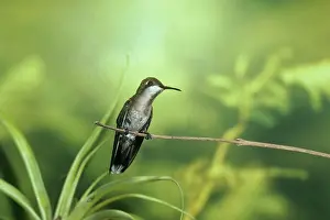 Gillean White: Ruby-Topaz Hummingbird - female