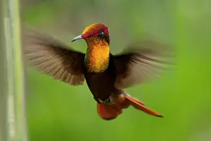 Topaz: Ruby-topaz Hummingbird hovering Trinidad