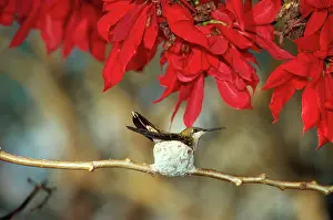 Gillean White: RUBY-TOPAZ HUMMINGBIRD - in nest on branch behind red leaves
