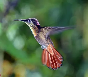 Feeders: Ruby-topaz Huummingbird hovering at special feeder