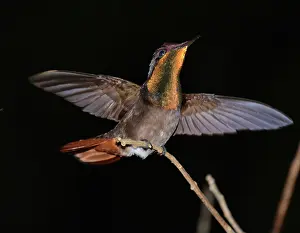 Feeders: Ruby-topaz Huummingbird hovering at special feeder