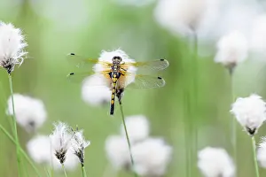 Eriophorum: Ruby Whiteface