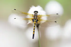 Eriophorum: Ruby Whiteface