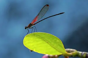 Damselflies: Rubyspot, damselfly, male, Cano Cristales, Serrania