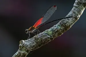 Damselflies: Rubyspot, damselfly, male, Cano Cristales, Serrania