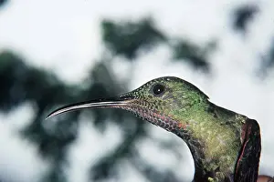 Rubythroat: RUBYTHROAT HUMMINGBIRD - close-up of head