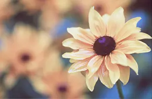 Rudbeckia: RUDBECKIA Goldilocks