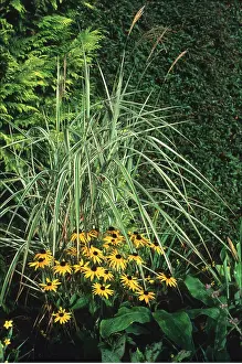 Rudbeckia: RUDBECKIA & GRASS
