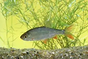 Rudd: RUDD FISH