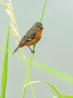Emberizidae: Ruddy-breasted Seedeater (Sporophila minuta), Panama
