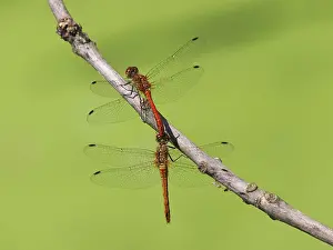 Sanguineum: Ruddy Darter