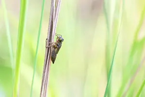 Sanguineum: Ruddy Darter