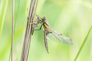 Sanguineum: Ruddy Darter