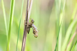 Sanguineum: Ruddy Darter