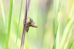 Sanguineum: Ruddy Darter