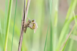 Sanguineum: Ruddy Darter