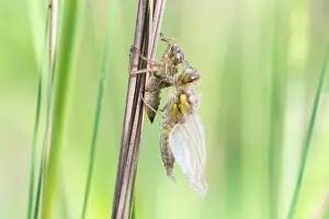 Sanguineum: Ruddy Darter