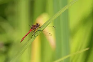 Ruddy: Ruddy Darter