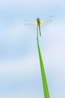 Sympetrum: Ruddy Darter