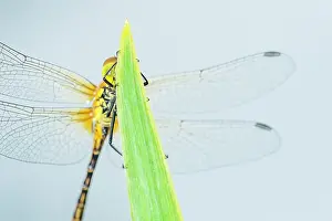 Sympetrum: Ruddy Darter