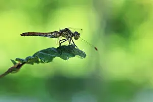 Sympetrum: Ruddy Darter