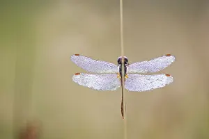 Sympetrum: Ruddy Darter