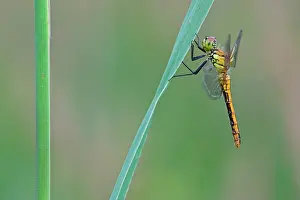 Sympetrum: Ruddy Darter
