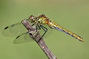 Sympetrum: Ruddy Darter