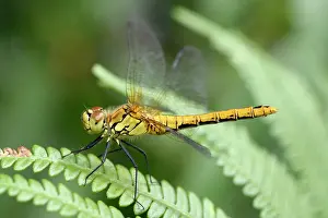Pteridium: Ruddy Darter
