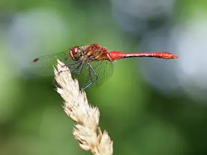 Darter: Ruddy Darter