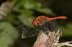 Dragonflies: Ruddy Darter Dragonflies - perched male