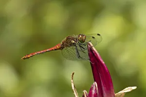 Blooming: Ruddy darter dragonfly (Sympetrum sanguineum) adult insect resting on a garden lily flower in summer
